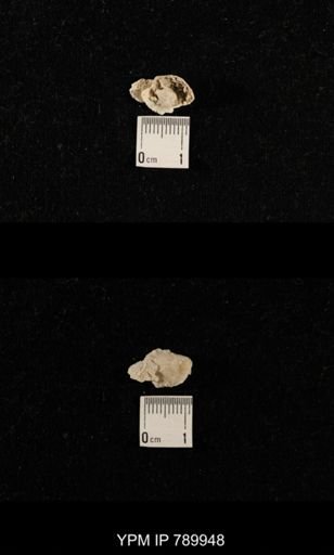 undet. Brachiopoda