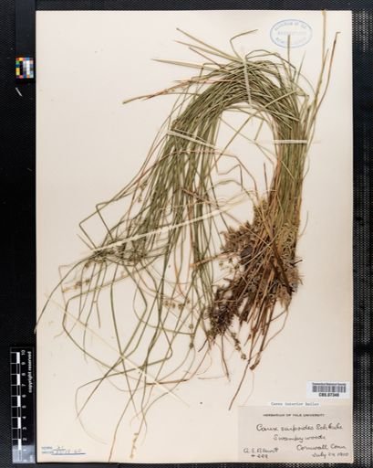 Carex scirpoidea