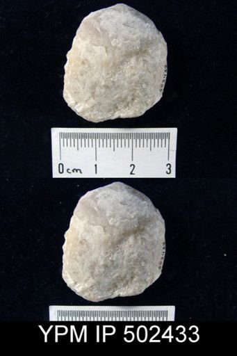 undet. Rhynchonelliformea