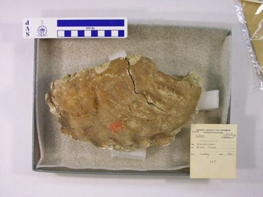 Mammuthus columbi?