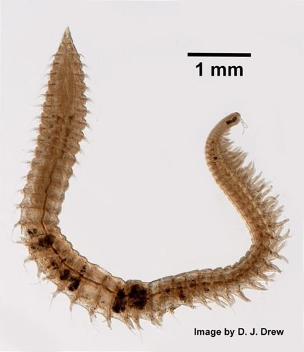 Paraonis fulgens