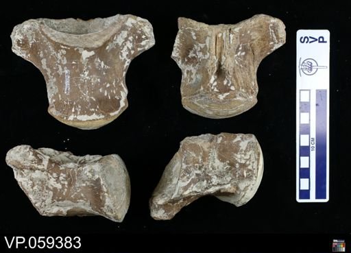 Tylosaurus sp.