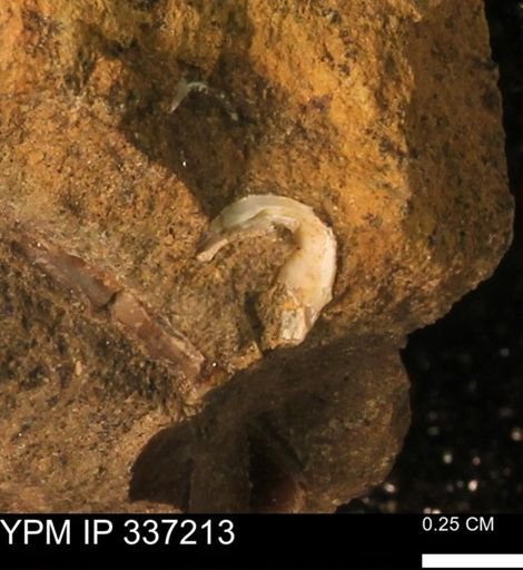 undet. Mollusca