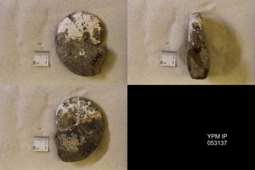 Hoploscaphites nicolletii