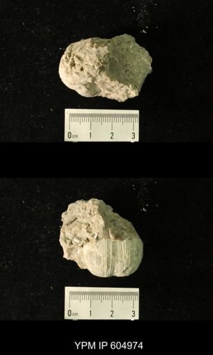Productus?