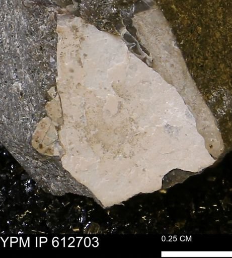 undet. Ammonoidea