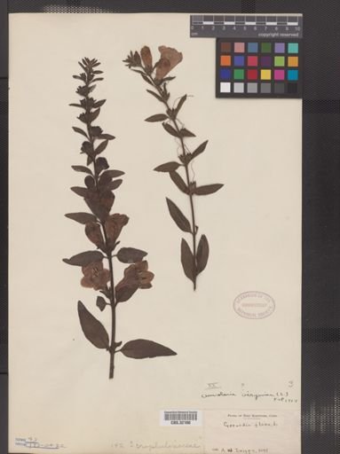 Aureolaria flava