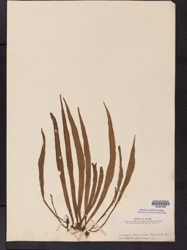 Polypodium
