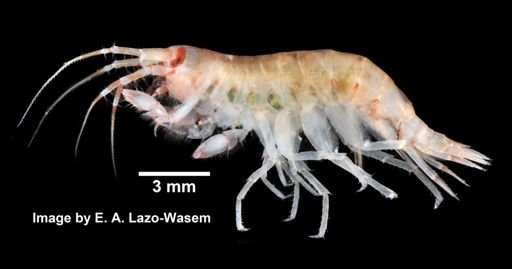 Eusiridae