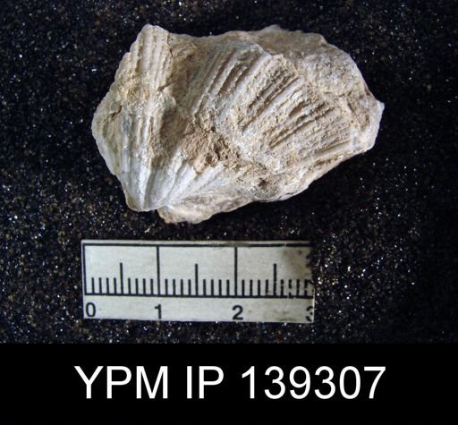Spirifer (Neospirifer) musakheylensis
