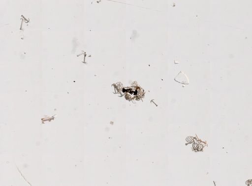 Leptosynapta tenuis