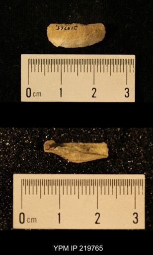 Chonetes granulifer