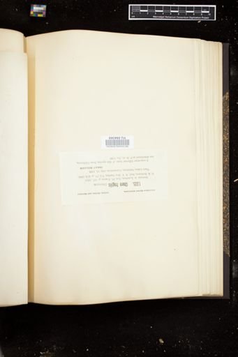 Chara fragilis