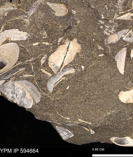 Protocardia sp.