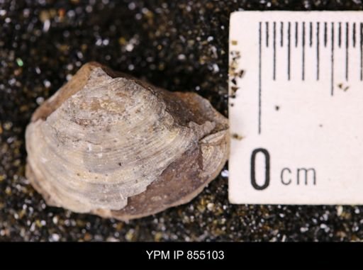 Limopsis striatopunctatus