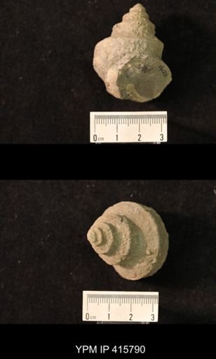 Worthenia tabulata