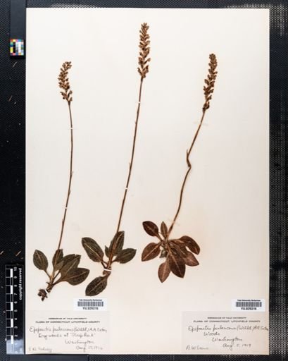Goodyera pubescens