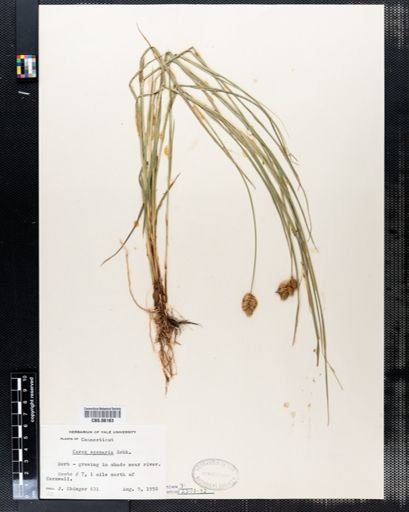 Carex scoparia