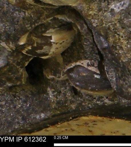 undet. Bivalvia