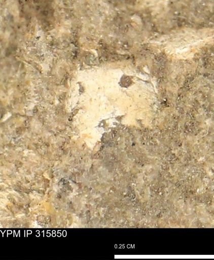 undet. Mollusca