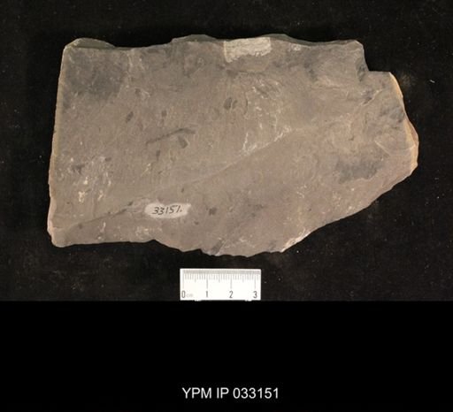 Mormolucoides articulatus