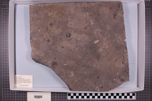 mixed taxa, stratigraphic collection