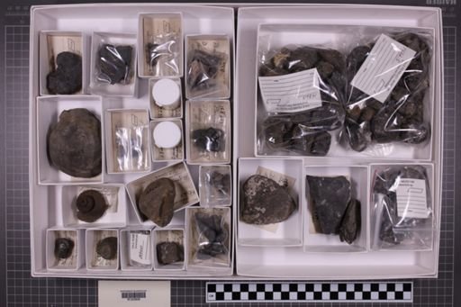 mixed taxa, stratigraphic collection