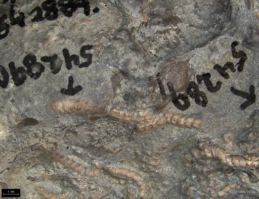 Aplocoma damesii