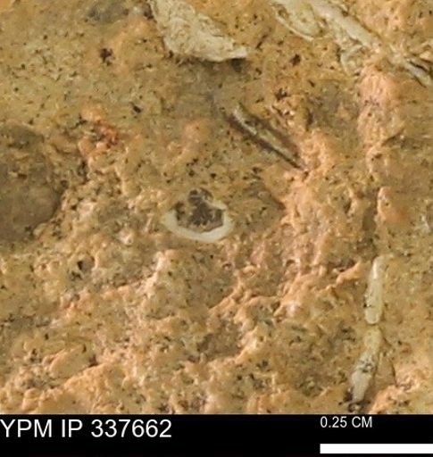 undet. Mollusca
