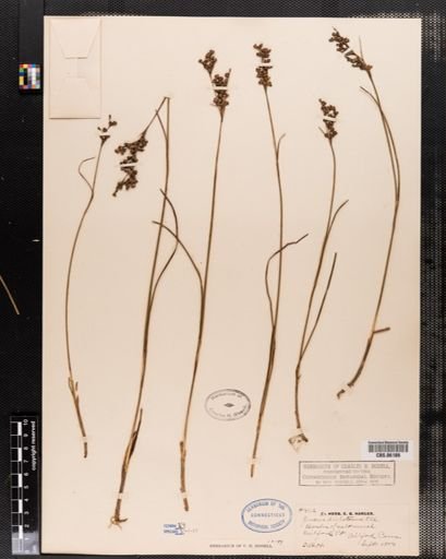 Juncus dichotomus