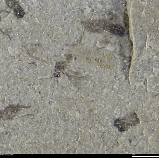 undet. Insecta