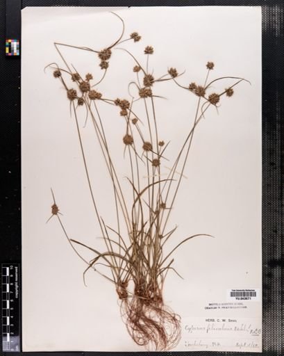 Cyperus filiculmis