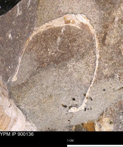 Hoploscaphites sp.