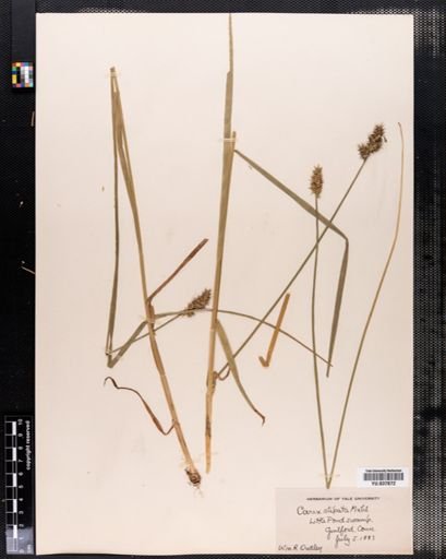 Carex stipata