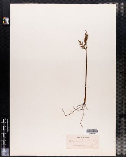 Botrychium lanceolatum