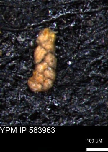 Ammobaculoides phaulus