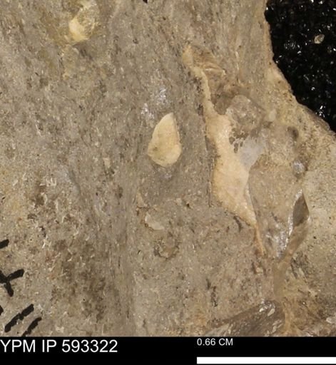 undet. Bivalvia