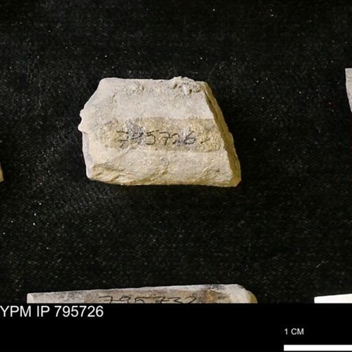 Baculites sp.