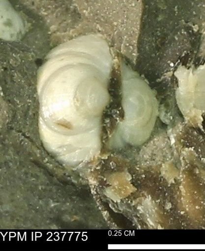 Limopsis striatopunctatus