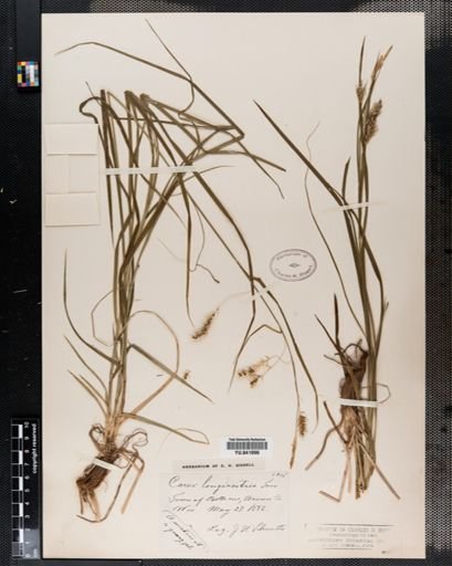 Carex sprengelii
