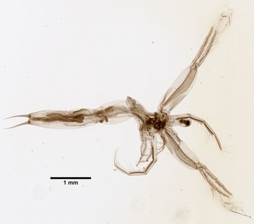 Leptodora kindtii