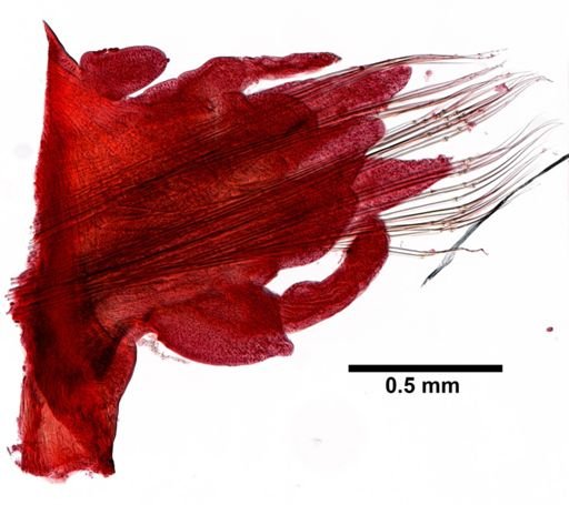 Glycera dibranchiata