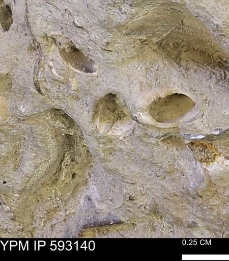 Protocardia?