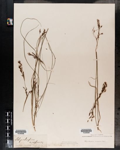 Rhynchospora
