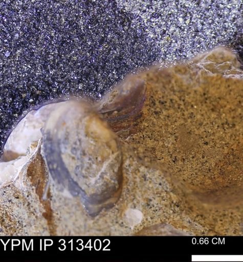 Corbicula sp.