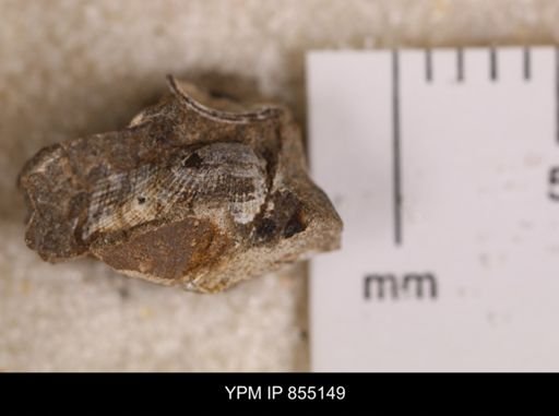 Parallelodon (Cosmetodon) sulcatinus