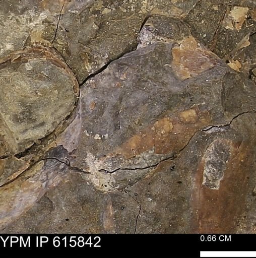 Baculites sp.