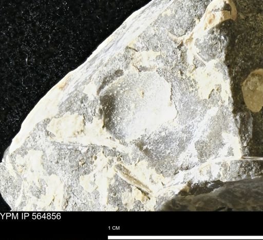 undet. Bivalvia