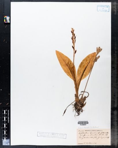 Liparis loeselii