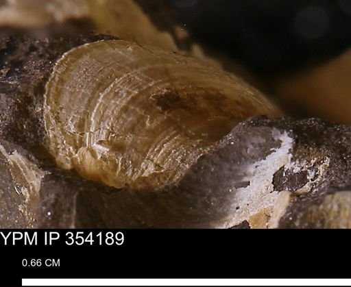 undet. Bivalvia